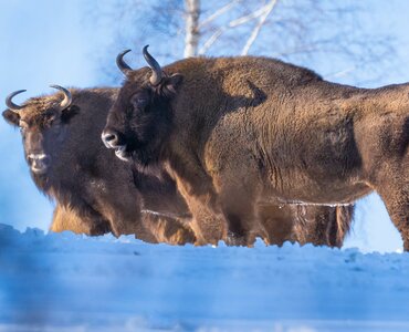 Schneesafari in den Waldkarpaten